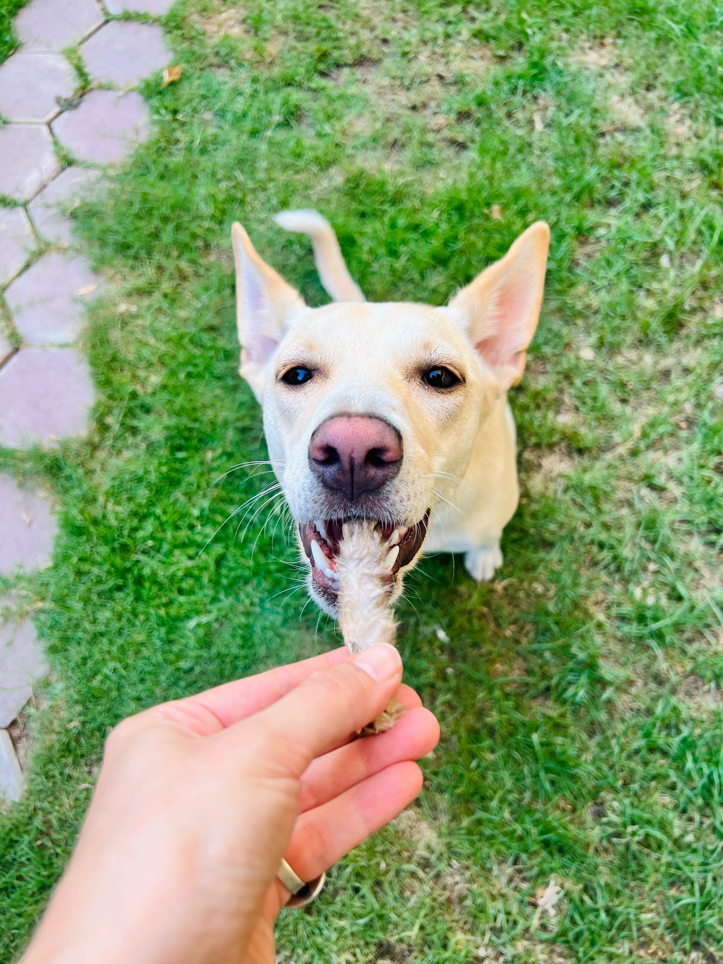 رجول الأرنب