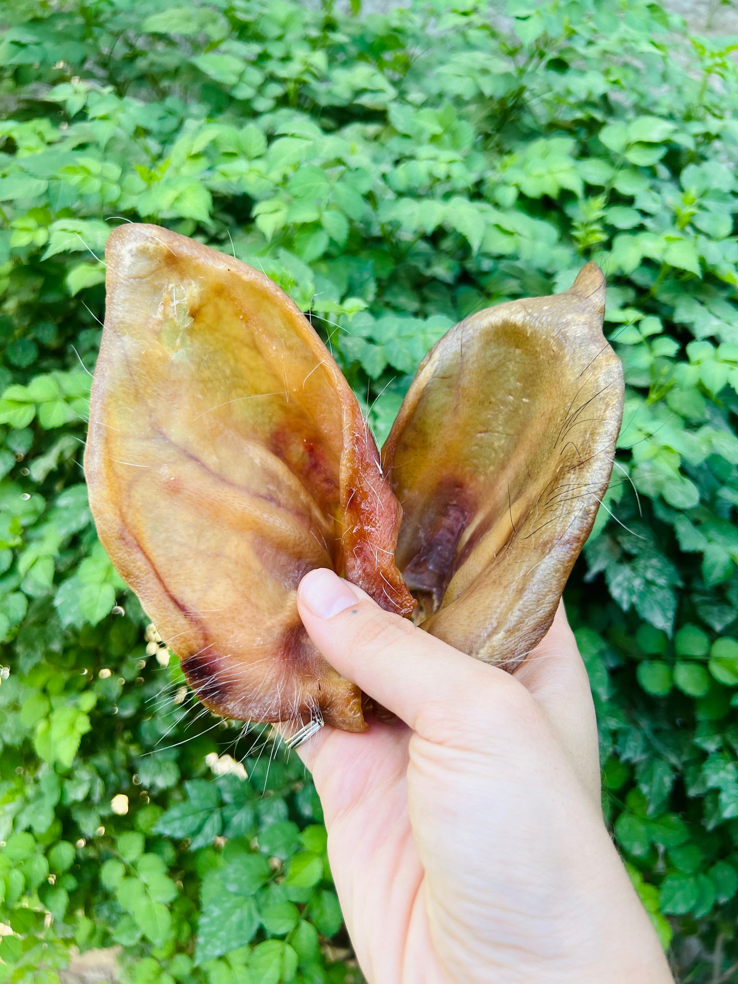 آذان لحم الخنزير