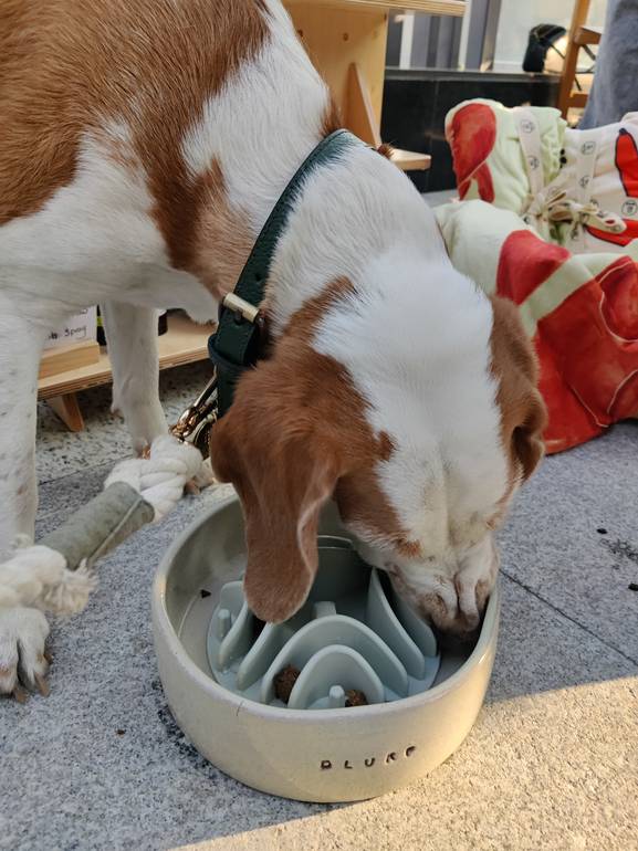 GetPetStuff Slow-Feeder Insert